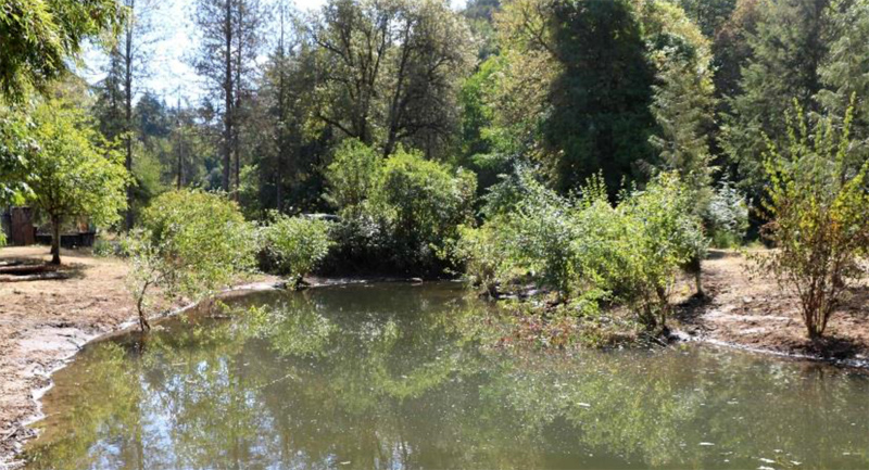 Manly Road Creek Fish Rearing Pool