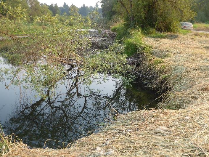 Preproject Extreme Bank Erosion and Tree Loss