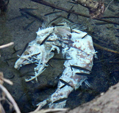 Side-Channel Fry and Juveniles