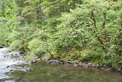 Stream Habitat